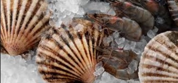 Zhangzidao Returns to Strong Profitability with Good Scallop Production This Year